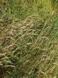 Cynosurus cristatus. Участок с доминированием плодоносящих Cynosurus cristatus и цветущих Vicia cracca. Беларусь, Витебская обл., пос. Езерище, сухой суходольный луг по залежи. 12.07.2026.