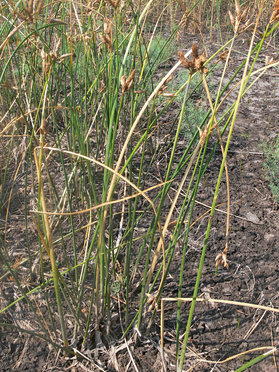 Image of Schoenoplectus halophilus specimen.