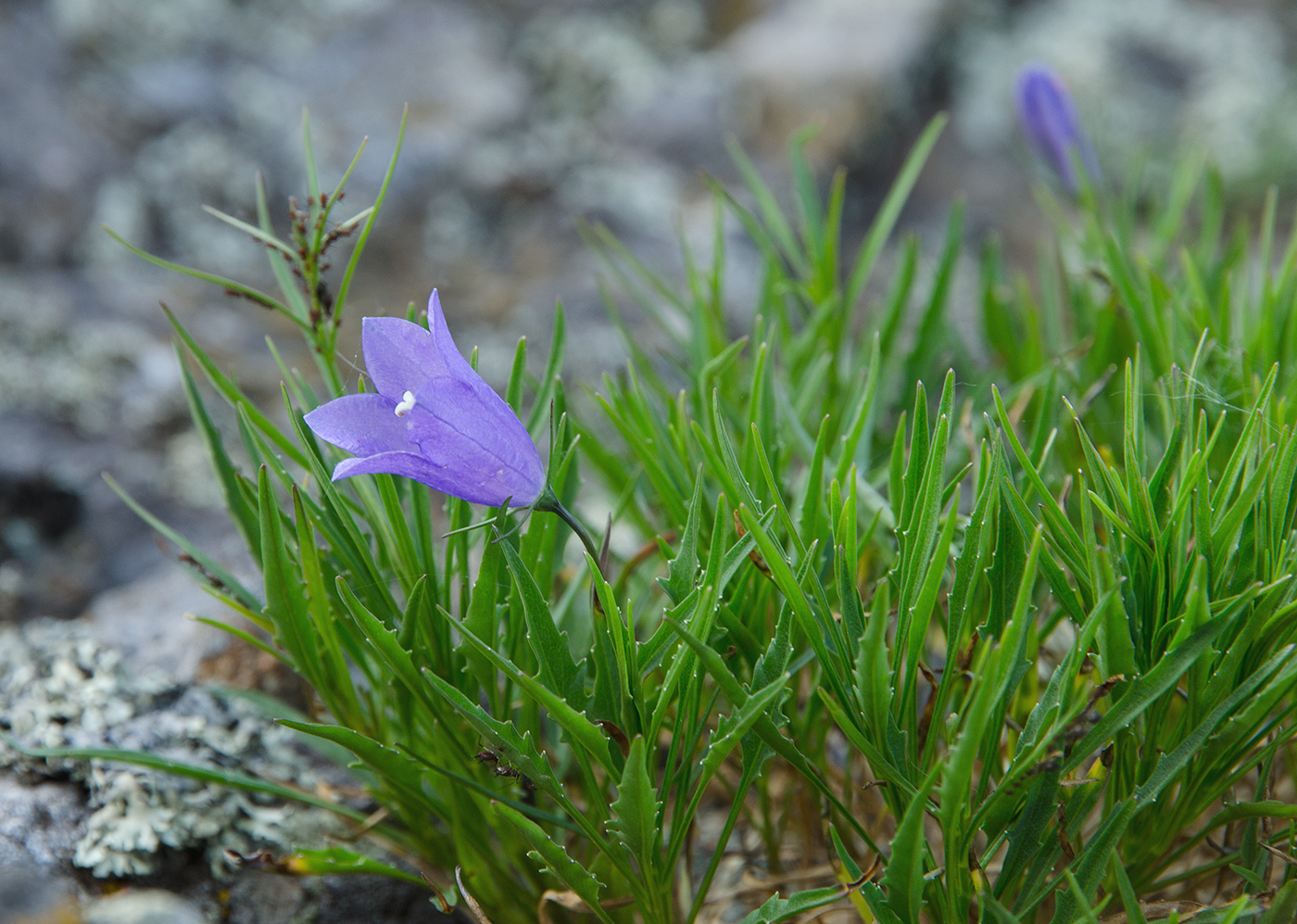 Image of genus Campanula specimen.