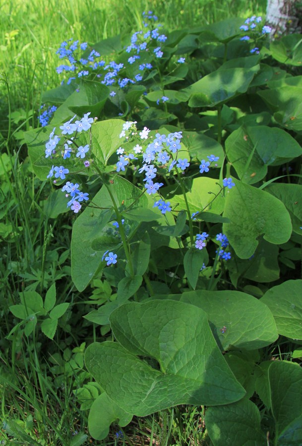 Изображение особи Brunnera sibirica.