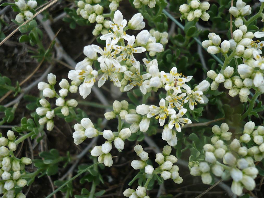 Image of Nitraria sibirica specimen.