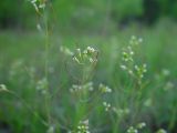 Arabidopsis thaliana