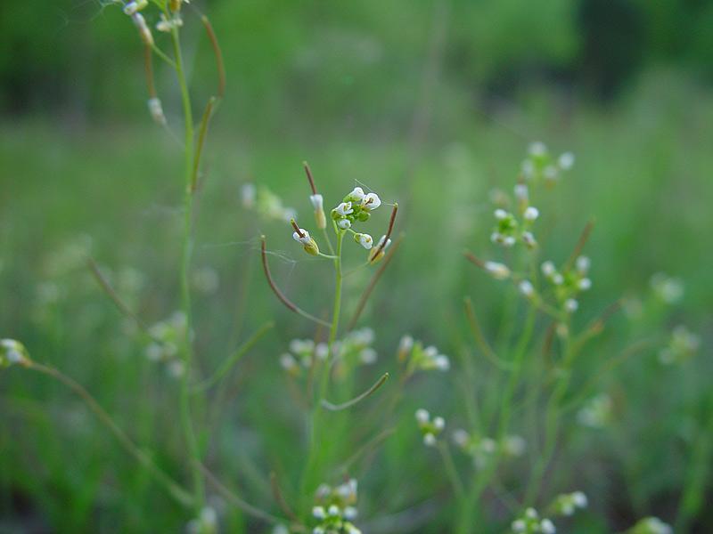 Изображение особи Arabidopsis thaliana.