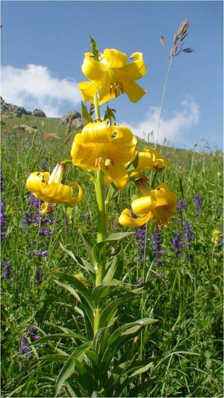Image of Lilium armenum specimen.