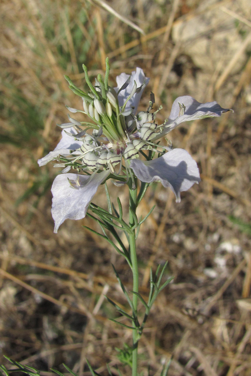 Image of Nigella arvensis specimen.