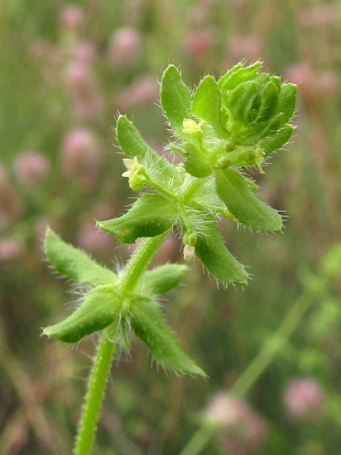 Image of Cruciata pedemontana specimen.