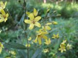 Lysimachia davurica. Соцветие. Приморский край, окр. г. Находки, юг п-ова Трудный вблизи бухты Прогулочная. 11.08.2011.