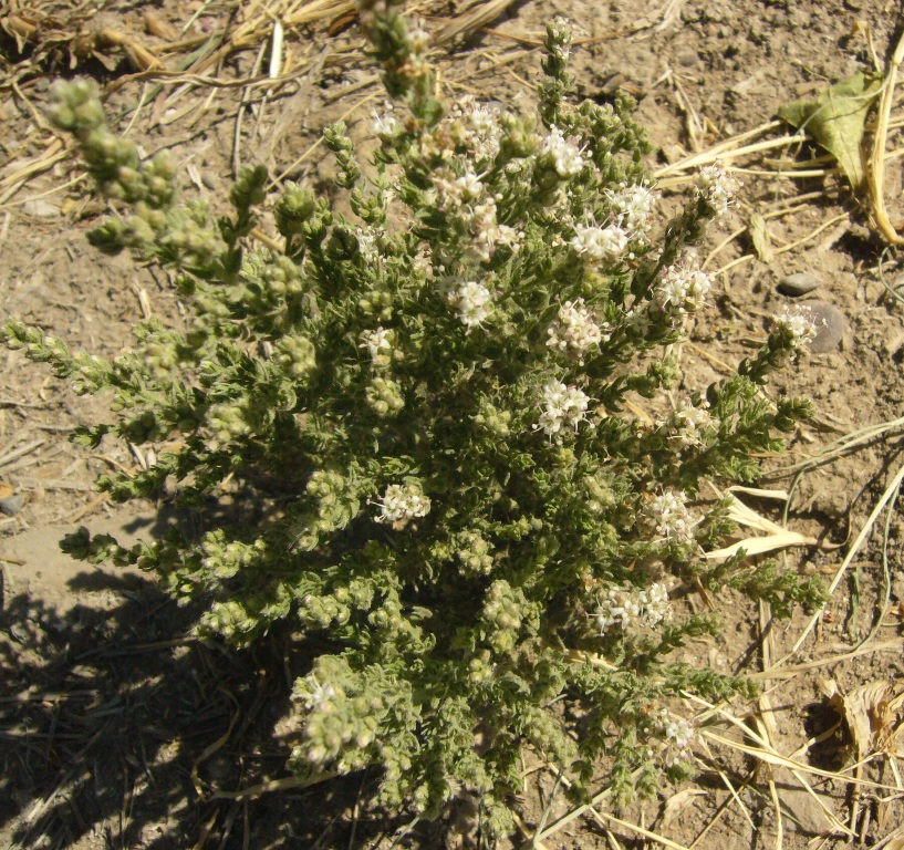 Image of Cressa cretica specimen.