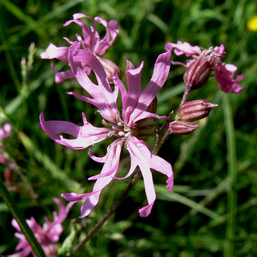 Изображение особи Coccyganthe flos-cuculi.