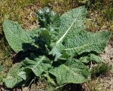 genus Cousinia. Растение с нераскрывшимися соцветиями. Казахстан, хр. Каратау, каньон реки Арыстанды. 01.05.2011.