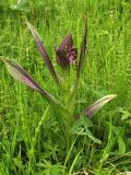 Dactylorhiza incarnata variety reichenbachii. Цветущее растение на заливном лугу. Башкирия, Ишимбайский р-н, села Ишеево. 28.05.2008.