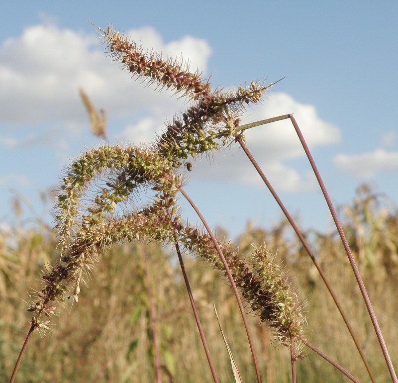 Изображение особи Setaria verticillata.