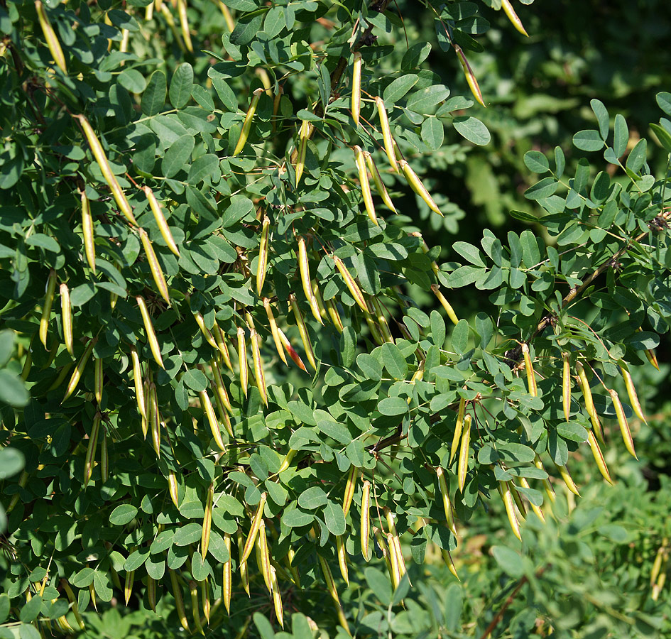 Image of Caragana arborescens specimen.