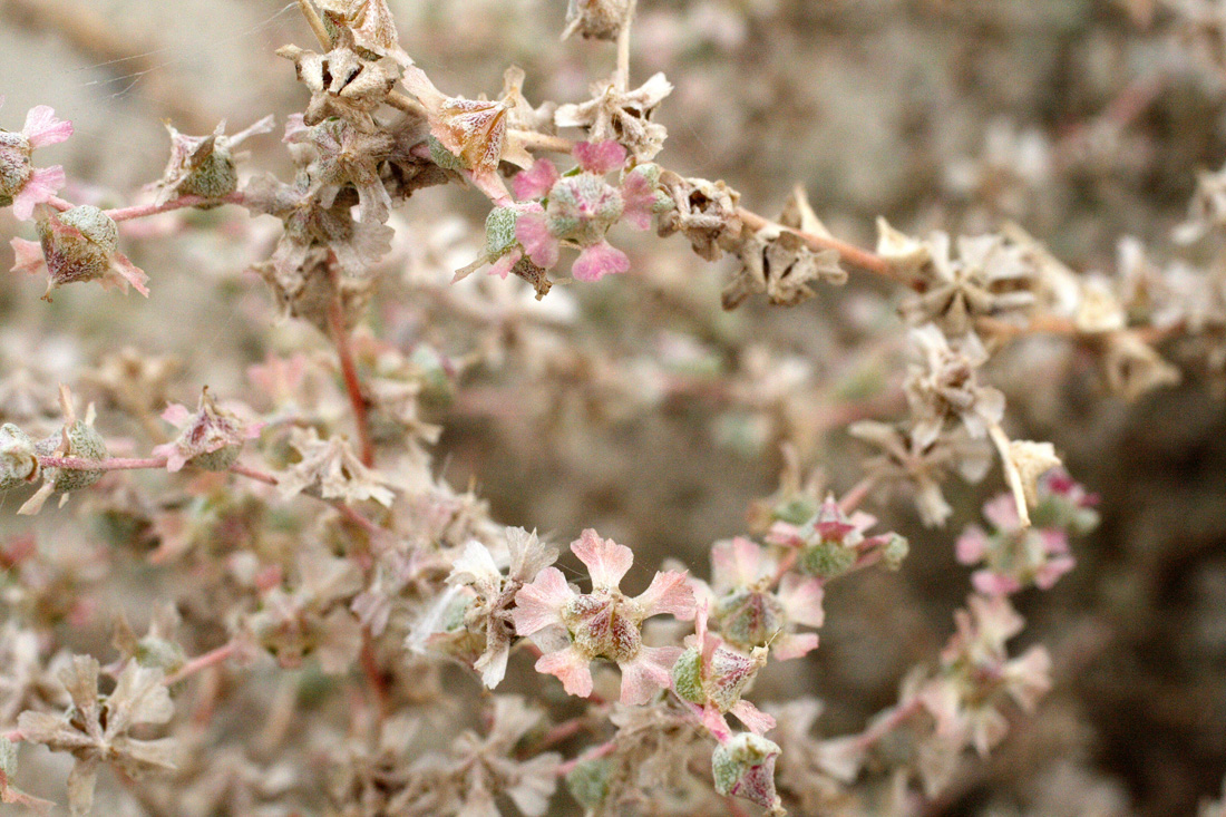 Изображение особи Salsola sclerantha.