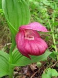 Cypripedium macranthos