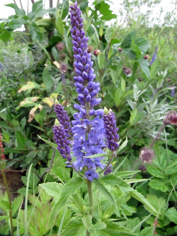 Изображение особи Veronica longifolia.