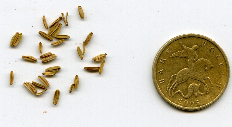 Image of Sonchus palustris specimen.