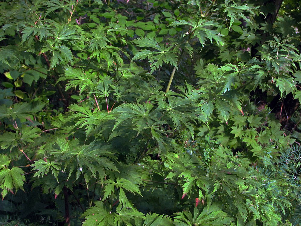 Image of Acer japonicum specimen.