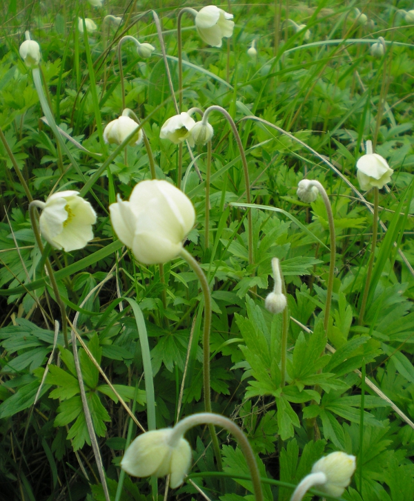 Image of Anemone sylvestris specimen.