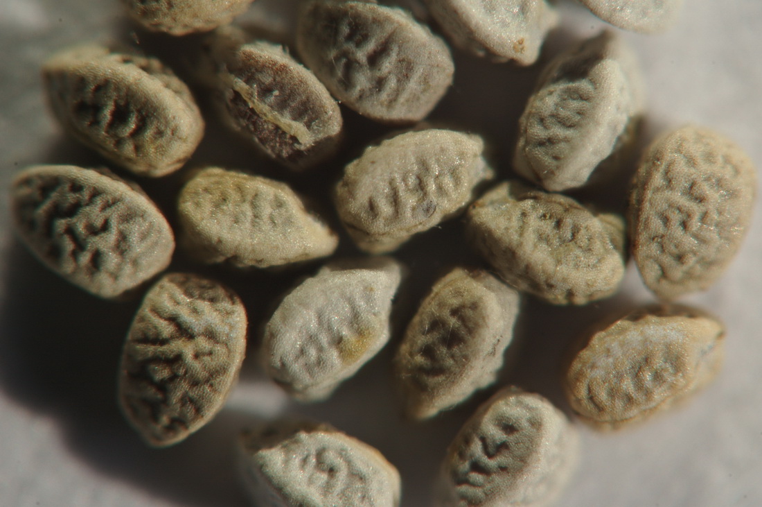 Image of Euphorbia chamaesyce specimen.