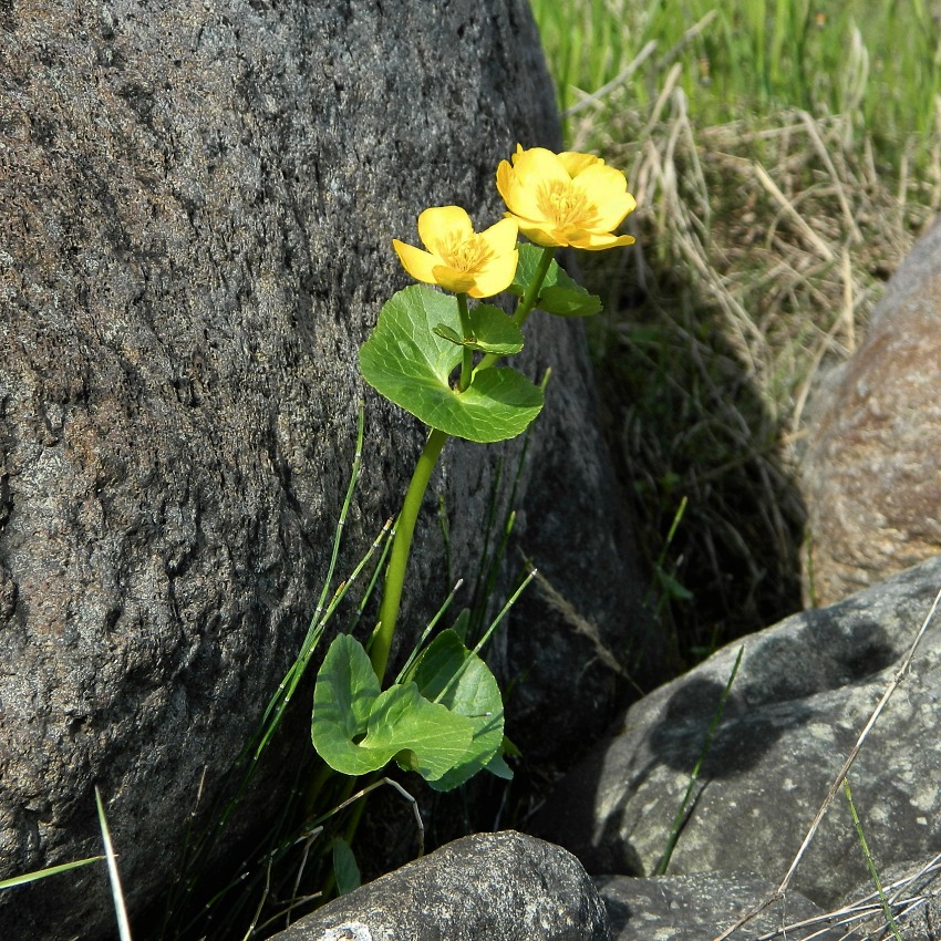 Image of Caltha palustris specimen.