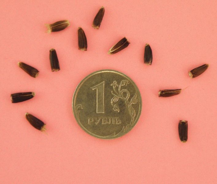 Image of Stemmacantha carthamoides specimen.