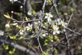 Prunus stepposa