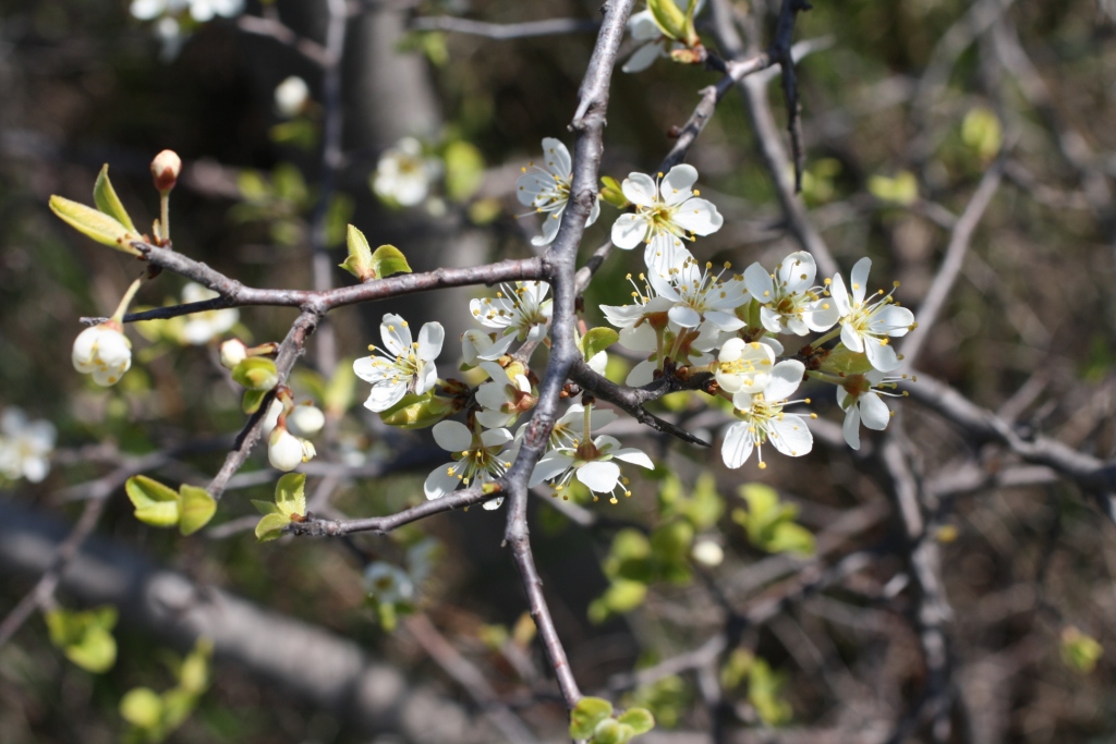 Изображение особи Prunus stepposa.