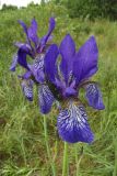Iris sibirica