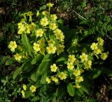 Primula macrocalyx Bunge × Primula vulgaris