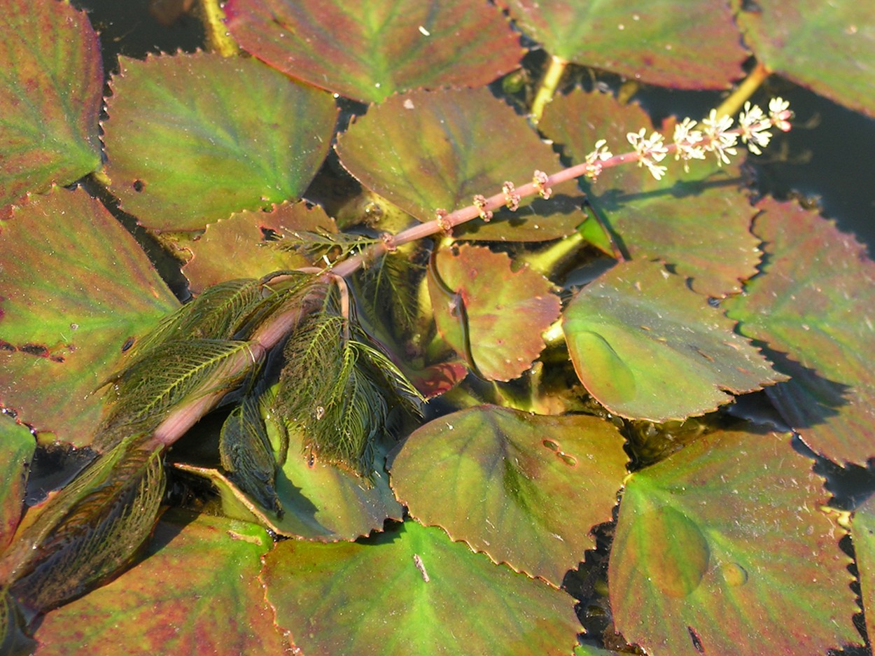 Изображение особи Myriophyllum sibiricum.