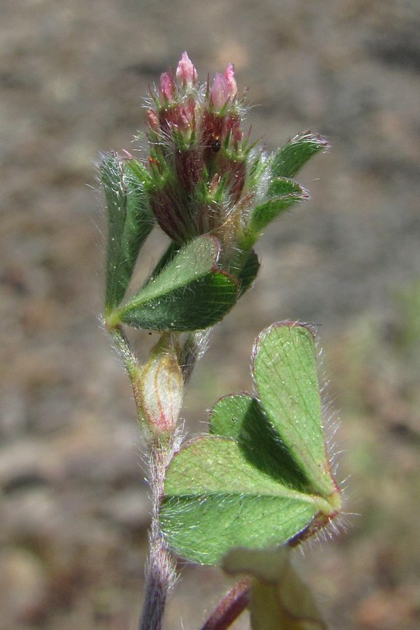 Изображение особи Trifolium striatum.