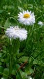 Bellis perennis