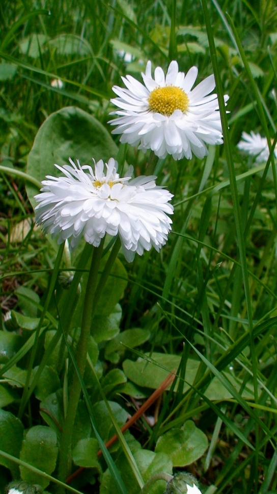 Image of Bellis perennis specimen.