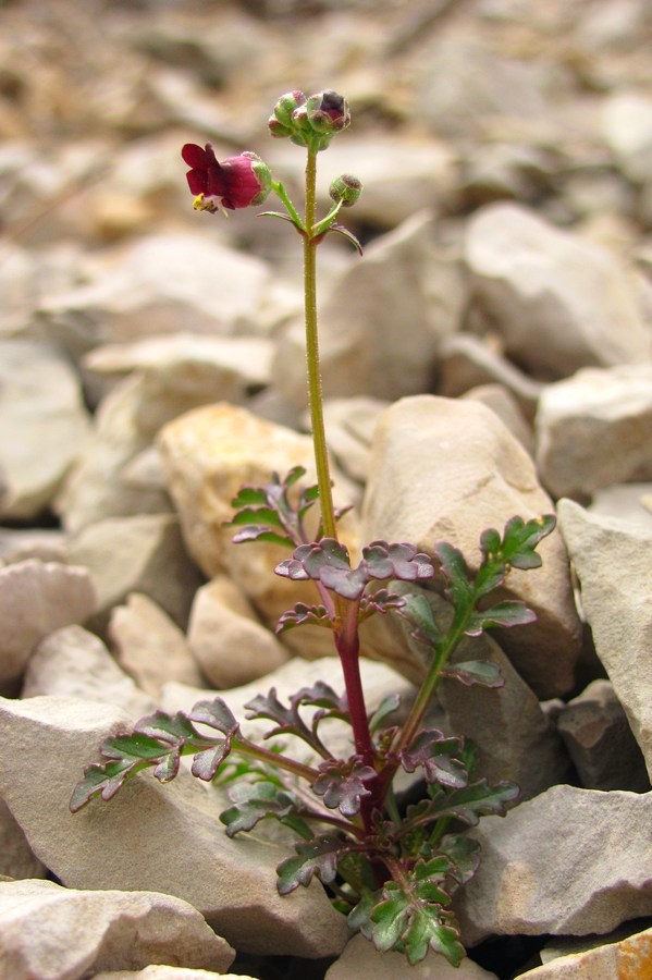 Изображение особи Scrophularia exilis.