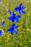 Delphinium grandiflorum