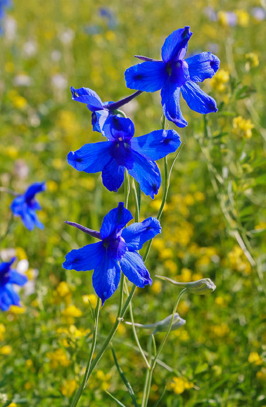 Изображение особи Delphinium grandiflorum.