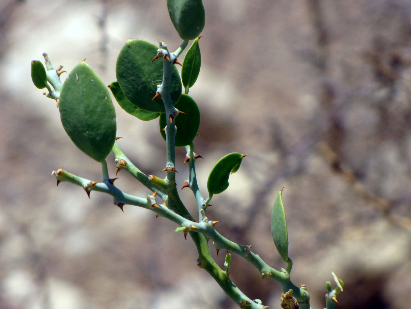 Изображение особи Capparis cartilaginea.