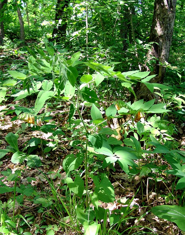 Image of Vicia crocea specimen.