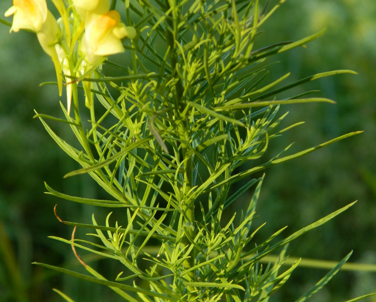 Изображение особи Linaria vulgaris.