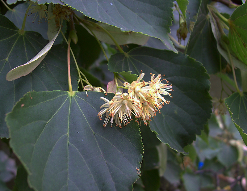 Image of Tilia cordata specimen.