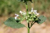 Nepeta cataria