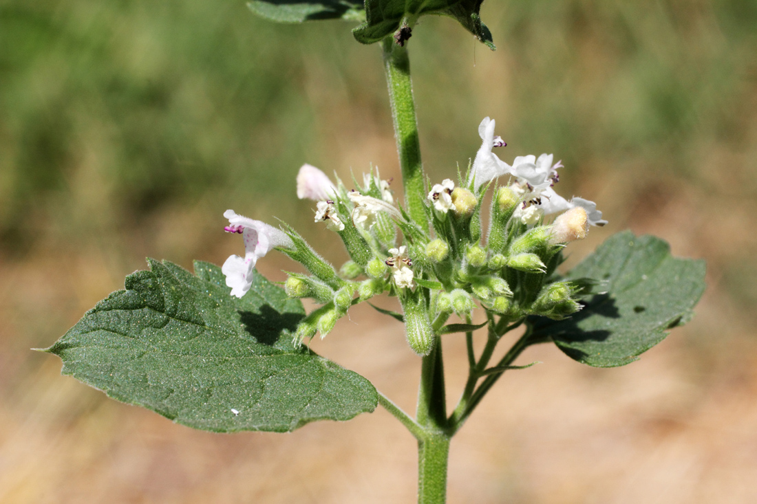 Изображение особи Nepeta cataria.