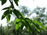 Castanea sativa. Ветка с соцветиями. Беларусь, г. Брест, мемориальный комплекс «Брестская крепость-герой». 30.06.2012.