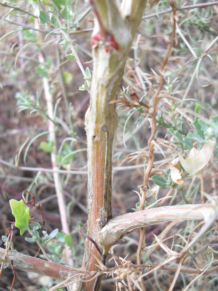 Image of Atriplex tatarica specimen.