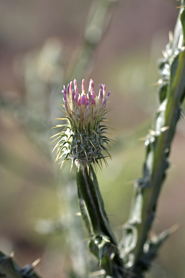 Изображение особи Cousinia perovskiensis.