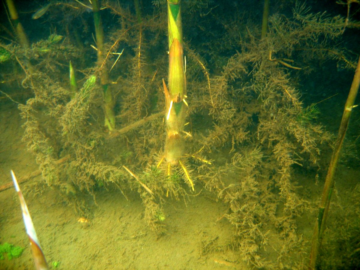 Изображение особи Phragmites australis.