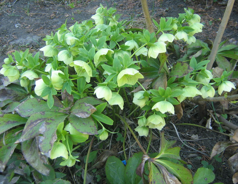 Image of Helleborus caucasicus specimen.