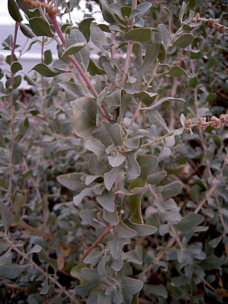 Image of Atriplex halimus specimen.