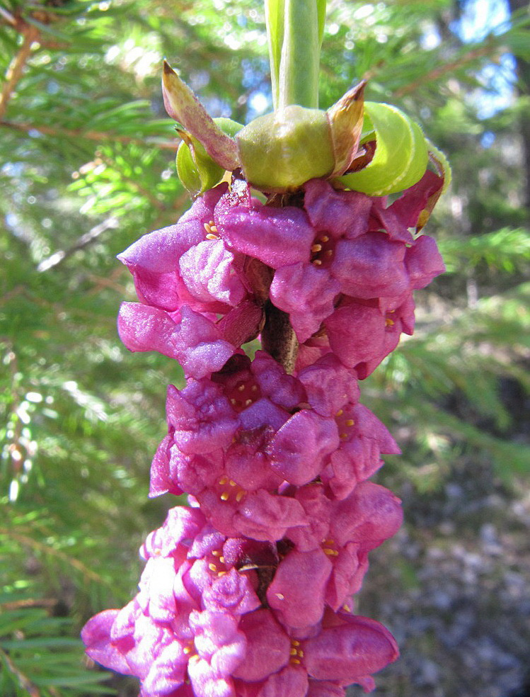 Image of Daphne mezereum specimen.